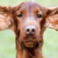 Cleaning Your Pets Ears