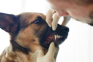 Cleaning Your Dog's Teeth