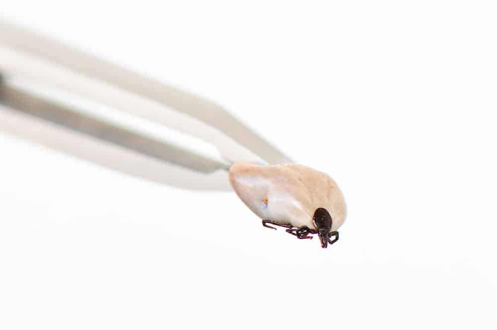 Fleas and Ticks