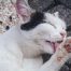 Grooming Pet Tips