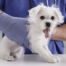 Home Pet Exam