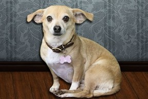 Lucypic