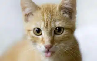 Sex and The Kitty