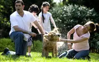 dog