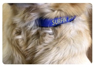 surfin_J_Fur