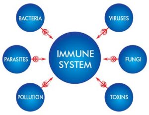Immune System