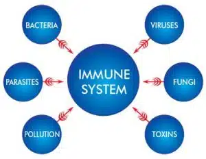 Immune System