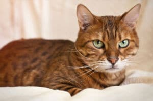 Help_Cat_Live_Longer