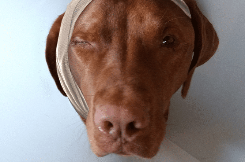 How to Treat Dog Indigestion Lucy Pet