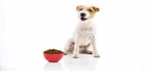 dog food grain free