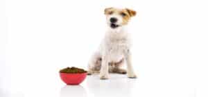 dog food grain free