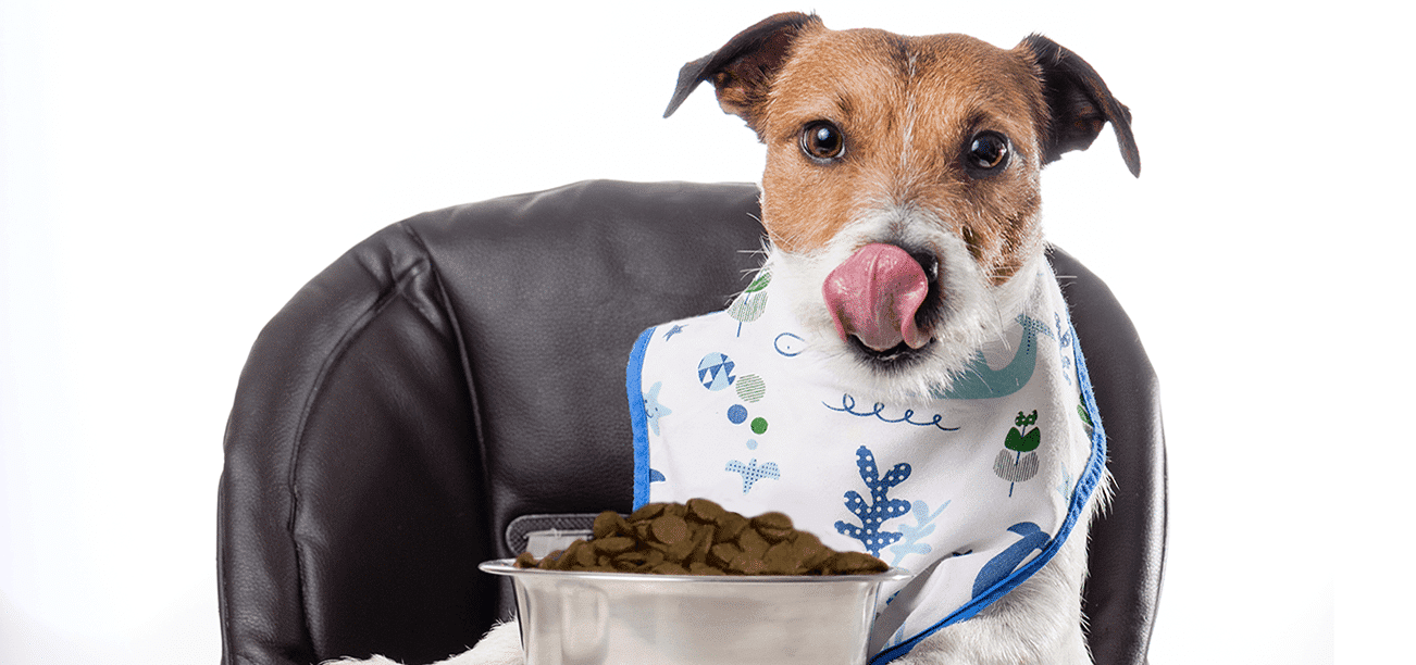 Raw vs Kibble Dog Food | Lucy Pet