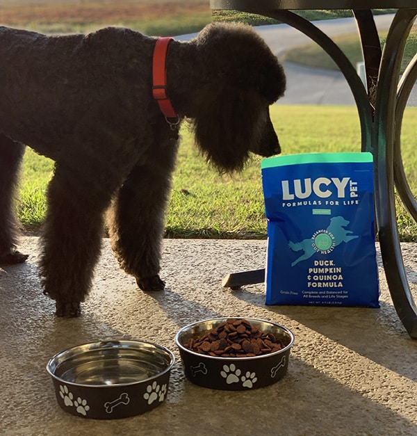 is grain free food safe for dogs