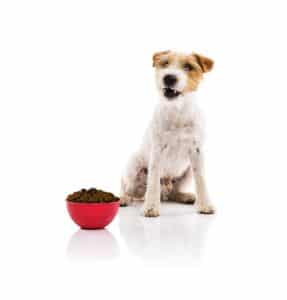 dog food grain free