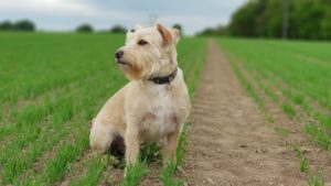 5 Benefits of Grain-Free Dog Food