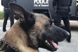 Police_K9