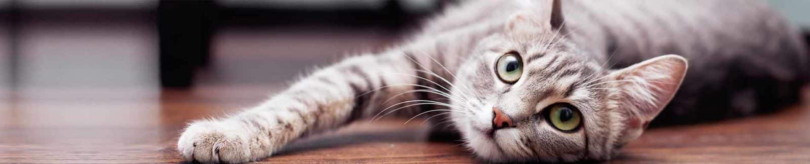 Salmon, Pumpkin and Quinoa Formula (Cats)