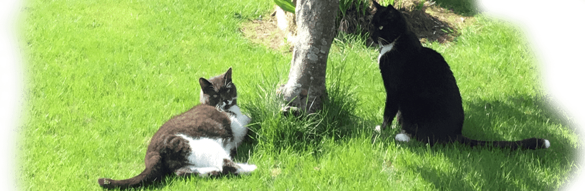 Cat Litter Reviews & Ratings