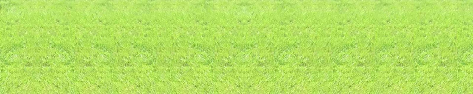Cat Litter Reviews & Ratings
