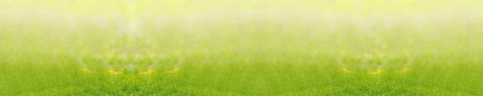 What role does the immune system play in health