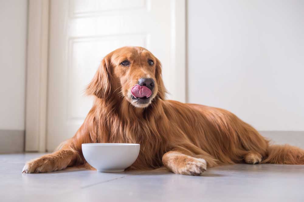 The Importance of Carbohydrates for Pets
