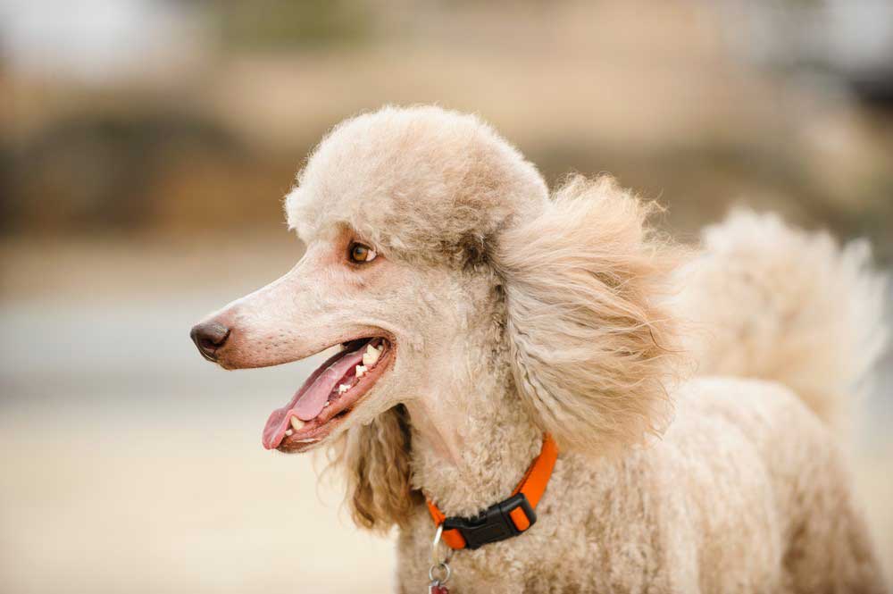 are small poodles as intelligent as standard poodles
