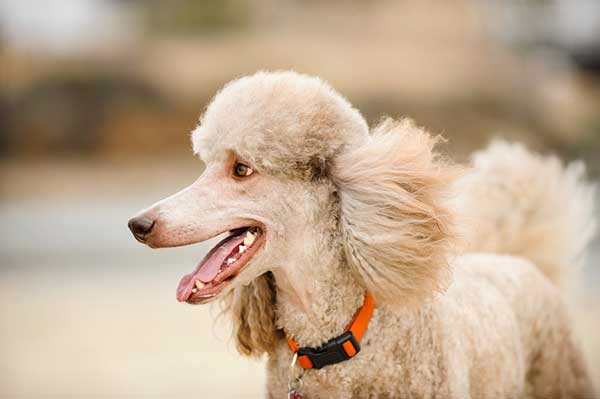 how long have poodles been around