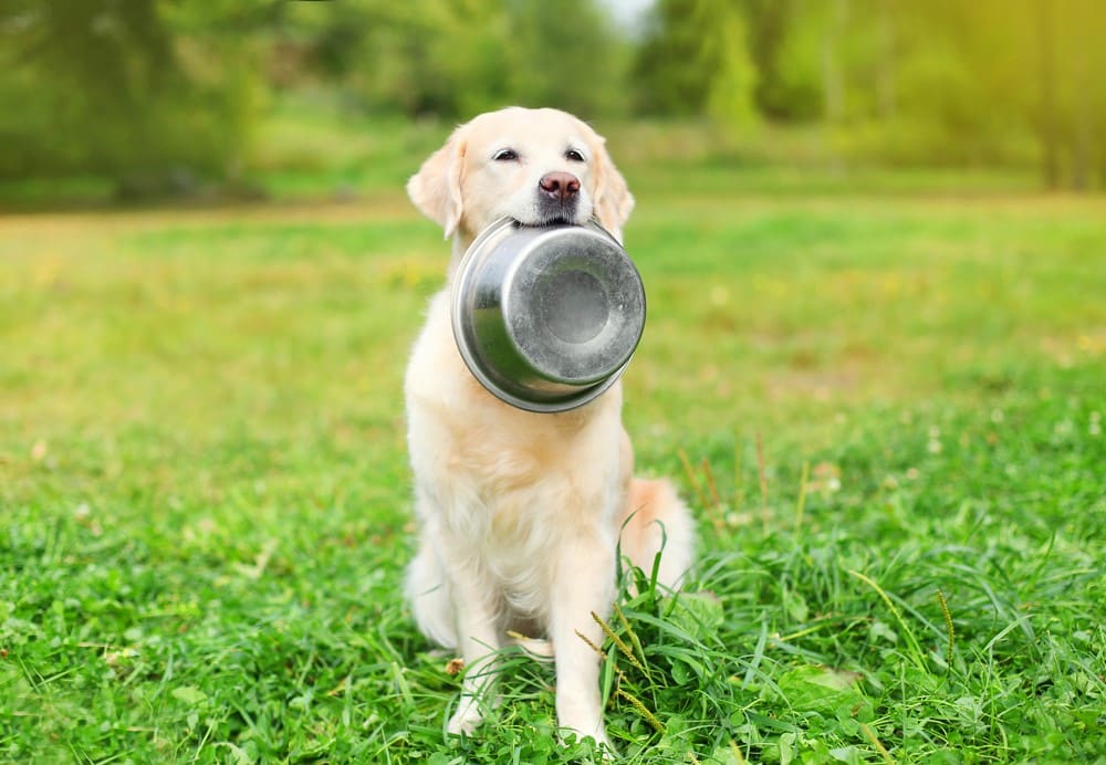 what to feed a dog with ibd