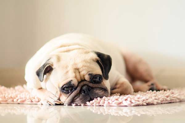 can switching dog food cause constipation