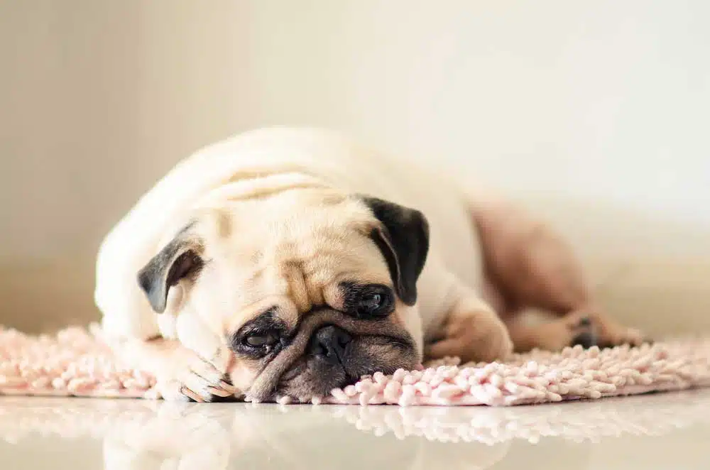 can lack of exercise cause constipation in dogs