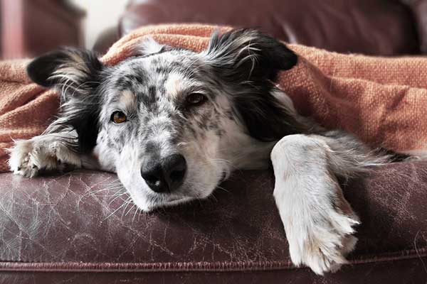 can dogs recover from strokes