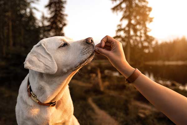 how do i know if my dog needs digestive enzymes