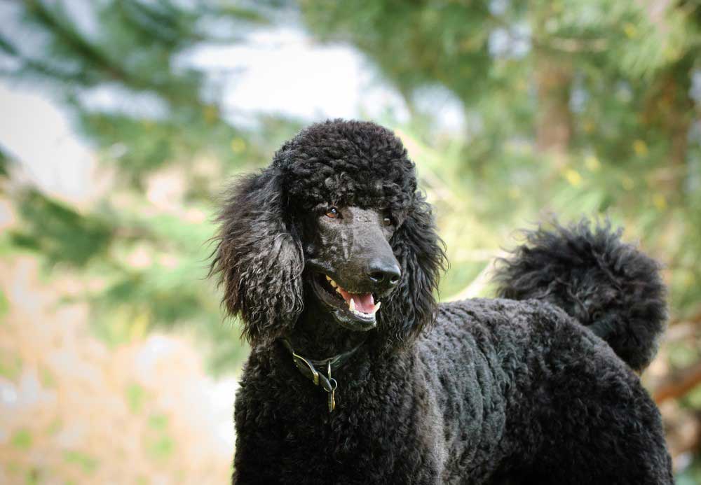 grey mini poodle