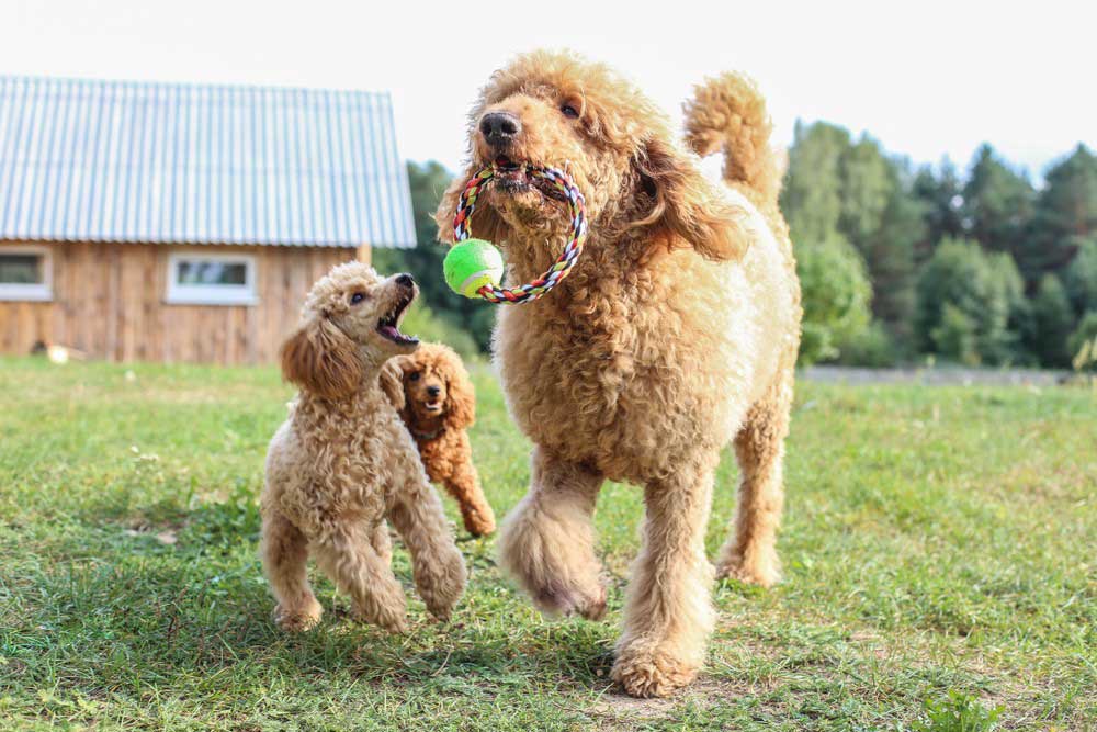 10 fatos interessantes sobre poodles 10