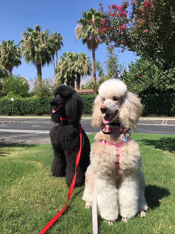 are full blooded poodles two toned in color