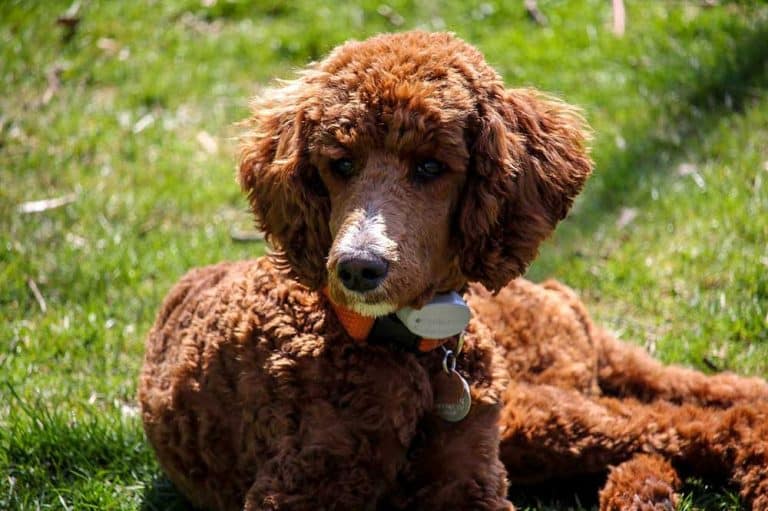 5 Most Common Poodle Health Issues Lucy Pet