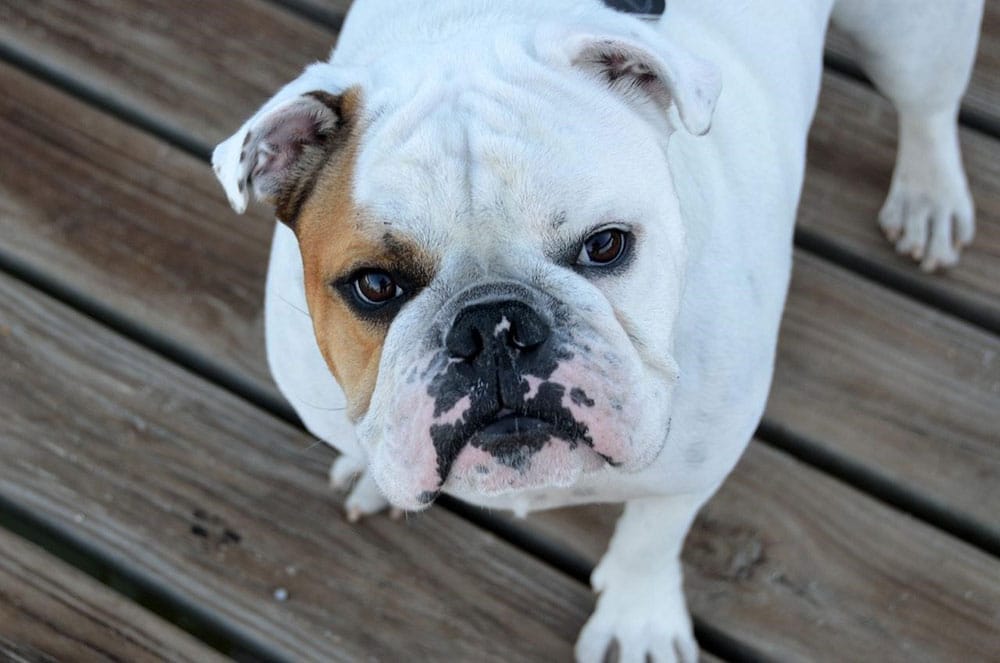 old english bulldog