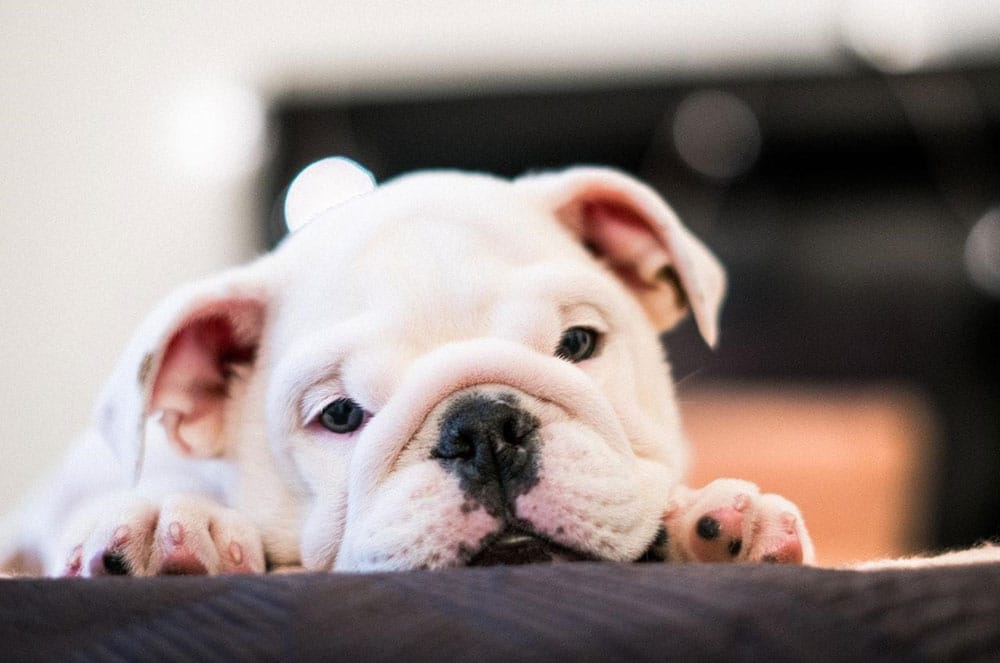 how much should you feed an english bulldog puppy