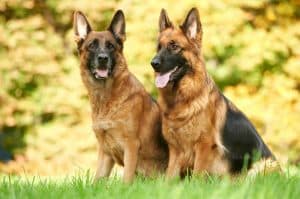 10 Interesting Facts About German Shepherds