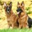 10 Interesting Facts About German Shepherds