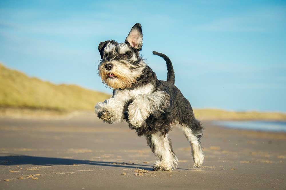 Miniature Schnauzer - All About Dogs