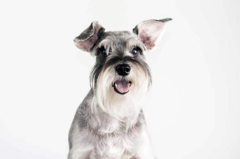 6 Common Schnauzer Health Problems Lucy Pet