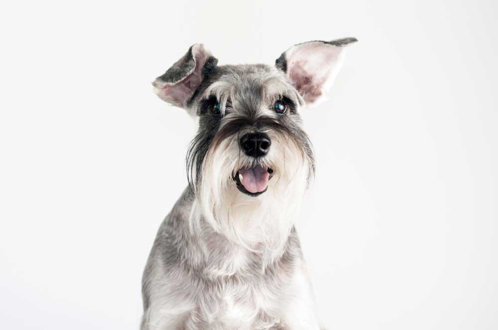 why do schnauzers have beards