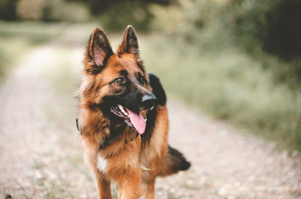 german shepherd diarrhea pumpkin