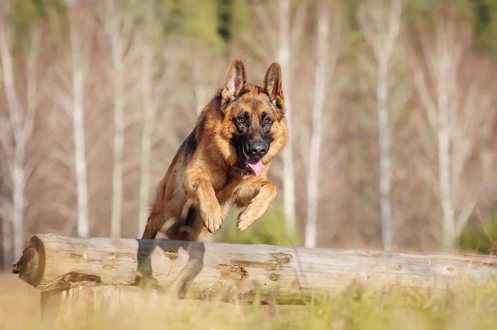 best dry dog food for senior german shepherds