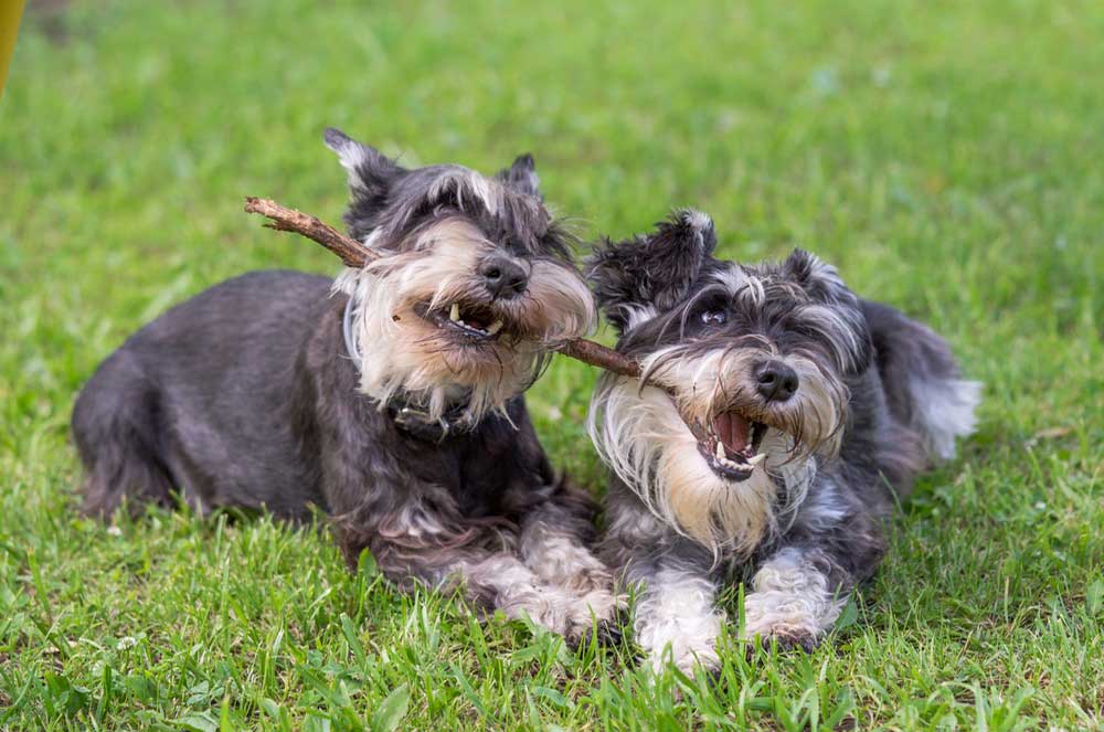 are carrots good for a standard schnauzer