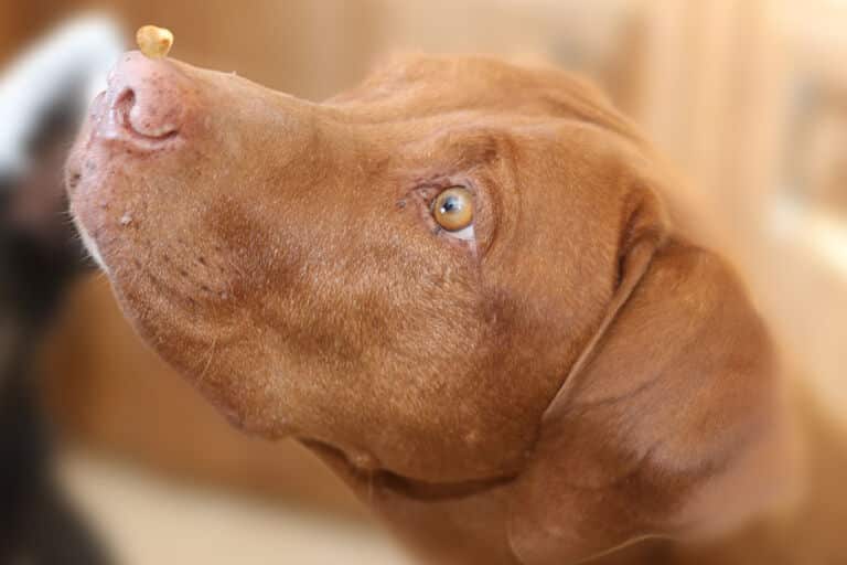 Importance of Antioxidants for Dogs Lucy Pet