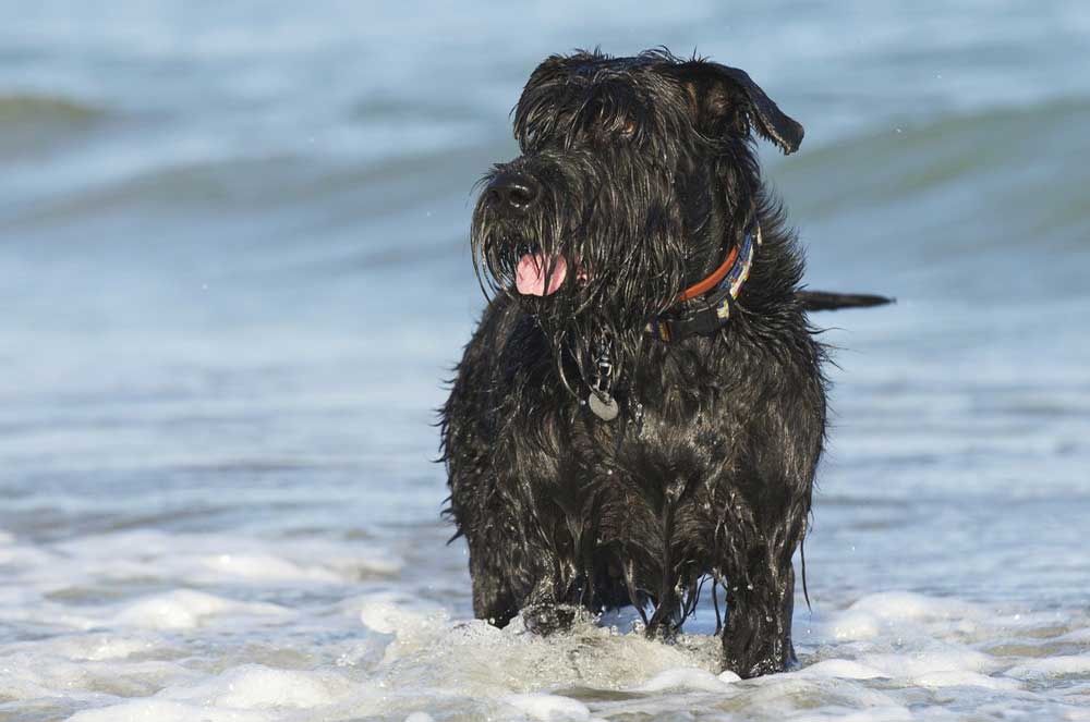 are carrots good for a standard schnauzer