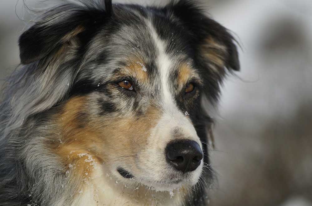 aussie with undocked tail