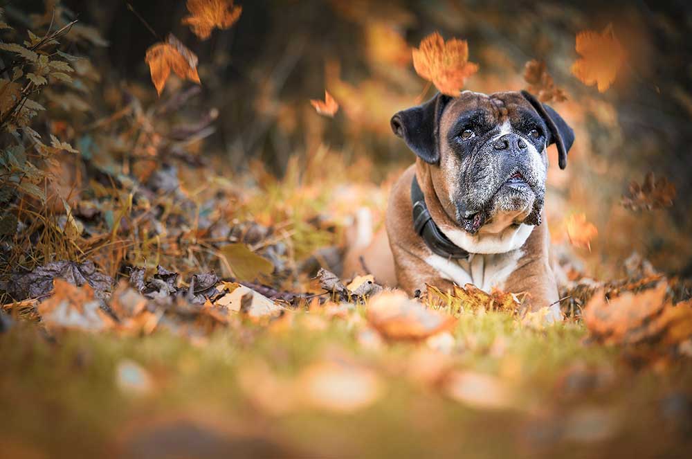 Are Boxers Hypoallergenic?